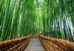 Bamboo Pathway